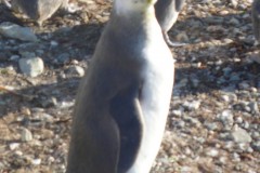 048-Isla-Magdalena