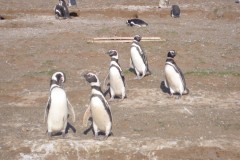 054-Isla-Magdalena