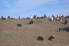 055-Isla-Magdalena