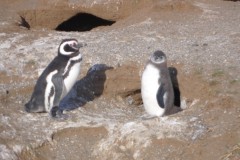 057-Isla-Magdalena