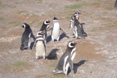 061-Isla-Magdalena