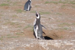 062-Isla-Magdalena