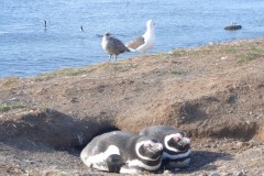 070-Isla-Magdalena