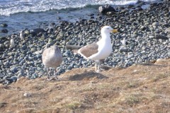 071-Isla-Magdalena