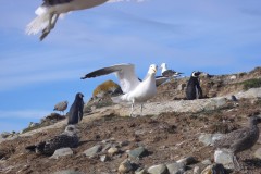 074-Isla-Magdalena