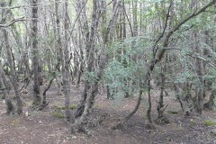 107-PN-Tierra-del-Fuego