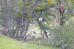 115-PN-Tierra-del-Fuego
