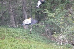 117-PN-Tierra-del-Fuego