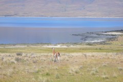 122-PN-Torres-del-Paine