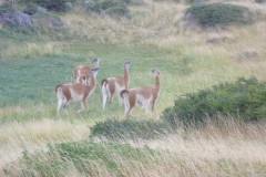 156-PN-Torres-del-Paine
