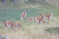 157-PN-Torres-del-Paine