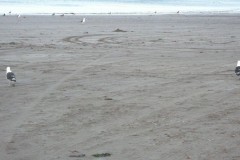 295-Chiloé-Playa-Brava