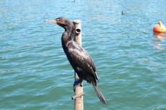 316-Valdivia-Rio-Valdivia