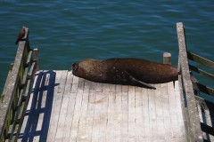 328-Valdivia-Rio-Valdivia