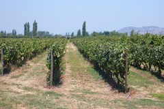381-Santa-Cruz-Viňa-La-Posada