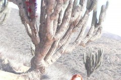 401-PN-Fray-Jorge