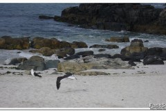 416-Bahía-Inglesa