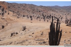 430-PN-Pan-de-Azúcar