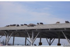 478-Iquique-Muelle-de-Pasajeros
