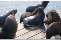 482-Iquique-Muelle-de-Pasajeros