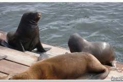 484-Iquique-Muelle-de-Pasajeros