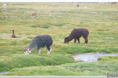 555-PN-Lauca