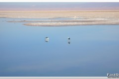 616-RN-Los-Flamencos-Laguna-Chaxa