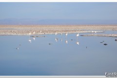 620-RN-Los-Flamencos-Laguna-Chaxa