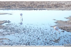 622-RN-Los-Flamencos-Laguna-Chaxa