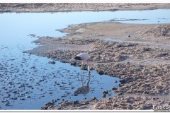 623-RN-Los-Flamencos-Laguna-Chaxa