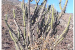 692-Pichasca
