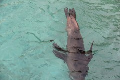 IMG_3981-Sea-Aquarium