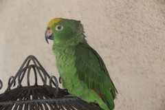IMG_4003