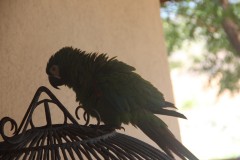 IMG_4004