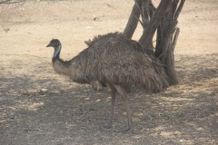 IMG_4005
