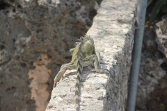 IMG_4037