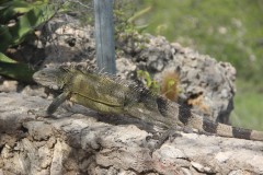 IMG_4038