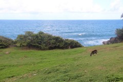 IMG_5218-Autou-Bay