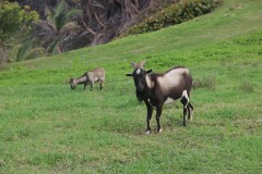 IMG_5222