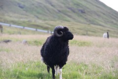 IMG_3705