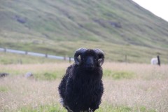 IMG_3706