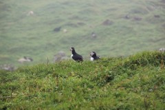 IMG_4170