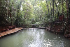 194-Colo-i-Suva-Forest-Park-Upper-Pools