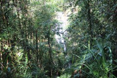 198-Waisila-Creek-Falls-Trail