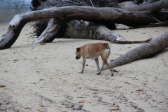 381-Caqalai-Island