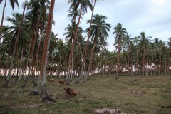 434-Labasa-Korovatu-Beach