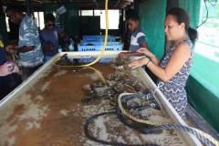 454-Savusavu-J-Hunter-Pearls