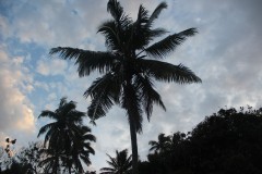2141-Ono-Isl.-Mai-Dive-Astrolabe-Reef-Resort