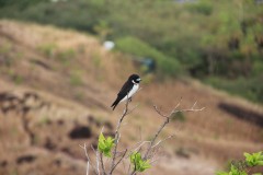2418-Nacula-Isl.