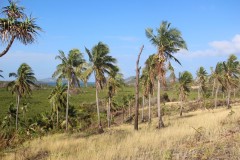 2517-Nanuya-Lailai-Isl.